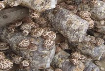 春栽香菇怎么把握时间以及选择品种 气温超过13℃有助于菌种萌发