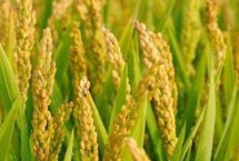 民升优827水稻种子特点 每亩插足基本苗6万以上