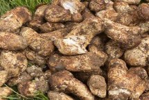我国哪里产的松茸好 林芝、南华、雅江等地产的松茸品质佳