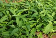 耐高温的蔬菜有哪些品种 空心菜、黄瓜、西葫芦等品种比较耐高温