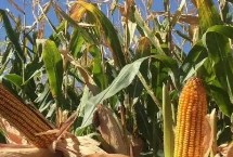 康农玉706玉米种子特点 中抗茎腐病