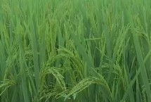 稼禾10号水稻种子介绍 该品种主茎11片叶
