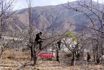 梨树采摘后管理要点 采摘后首先要清理残枝败叶