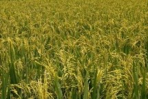 科优5号水稻种子介绍 根据当地具体生态条件适时播种