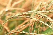 华浙优336水稻种子特征特性 栽插密度亩栽5－10万穴