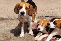 比格犬吃什么狗粮 专业的狗粮最为合适