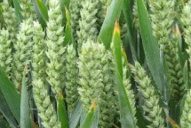 临紫麦1号小麦品种简介 每亩基本苗15-18万