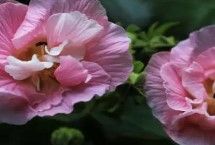 芙蓉花变色原因 可能是受到温度、土壤、光照等因素的影响