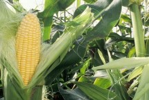 大槐99玉米种子特征特性 注意防治玉米螟