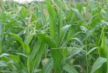 畅玉99玉米种子特点 注意防治茎腐病和矮花叶病