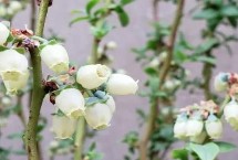 蓝莓会不会开黄花 通常不会开出黄色花