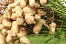 适合辽宁种植的花生品种 这6种可选