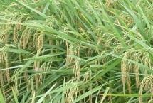 万55优56水稻种子简介 抗性评价中抗