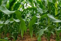 盈实H58玉米种子简介 高抗茎腐病