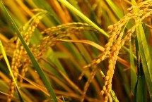 红糯优3号水稻品种的特性 属中熟偏迟中籼糯品种