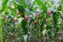 奥原7号玉米种子简介 适宜密度为每亩5000株左右