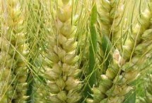 山农67小麦品种的特性 适宜播期10月7日～15日