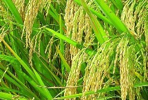 泰优068水稻种子介绍 6月中旬播种