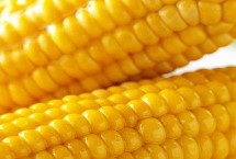 盛谷2号试验名称 盛谷2号玉米种子简介 两年区试平均生育期126天