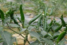 麦茬小辣椒怎么种植 需挑选株型紧凑的品种