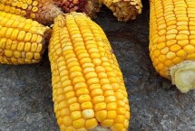 宇白单188玉米品种简介 一般在3月底至4月播种
