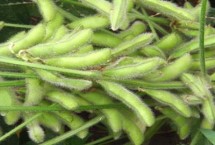 龙垦316大豆品种的特性 在适应区5月上旬播种