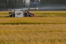 适合种植在新疆地区的水稻品种 新稻58号可在南疆和北疆推广种植