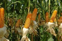 鑫育126玉米种子介绍 密度4500-5000株/亩
