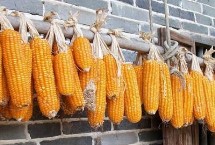 酒糯4106玉米品种简介 4月中旬播种