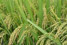 宜优727水稻种子特点 每亩有效穗数15.5万穗