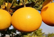 麻阳冰糖橙还是赣南脐橙更好吃 主要取决于个人口味