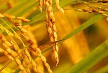荟丰优3545水稻品种的特性 稻瘟病区注意防治稻瘟病