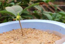 桂花怎么快速繁殖 通常采用播种繁殖、嫁接繁殖、扦插繁殖、压条繁殖