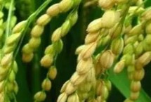 莹香1号水稻品种简介 每亩栽插1.8万穴