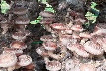 香菇的种植方法 培养料要经堆制发酵处理