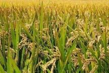 朋1S水稻品种简介 在海南陵水1月20日播种