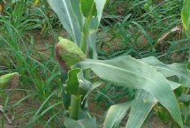 K1998玉米种简介 播种时一次性施足底肥