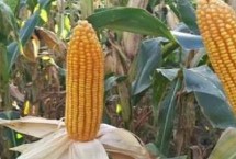 MN166玉米种简介 中抗弯孢叶斑病
