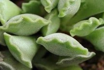 水泡植物的养殖方法 主要选择叶插来繁殖