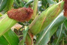 DK8518玉米种子介绍 中抗茎腐病