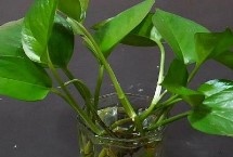 水培植物根腐烂了如何处理 立刻将腐烂根系全部剪掉