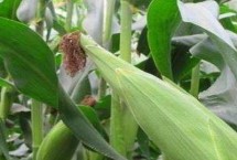甘农213玉米种子简介 4月10～15日播种