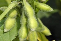 辽豆64大豆种子特点 选择中等肥力以上土壤栽培