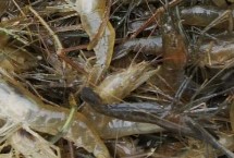 淡水虾的种类 这5种都可人工养殖
