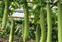 丝瓜的种植技术 要先对种子进行浸泡催芽