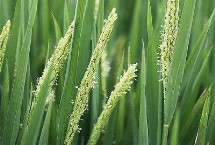 科优186水稻品种的特性 全生育期128.3天
