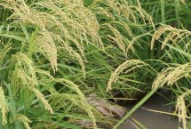 莲育2141水稻种子介绍 该品种主茎11片叶