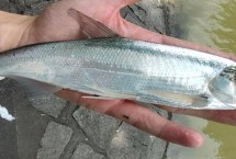 路亚翘嘴技巧 标点时选择回水湾浅水区等位置