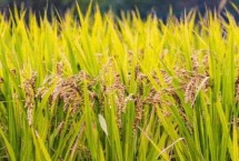 千香丝水稻种子介绍 该品种株型适中