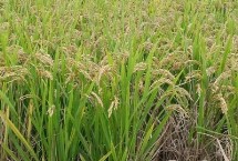 珍香9号水稻种子特点 每亩有效穗数17.9万